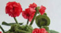 Pelargonia